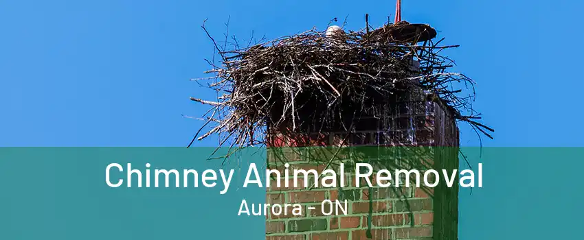 Chimney Animal Removal Aurora - ON