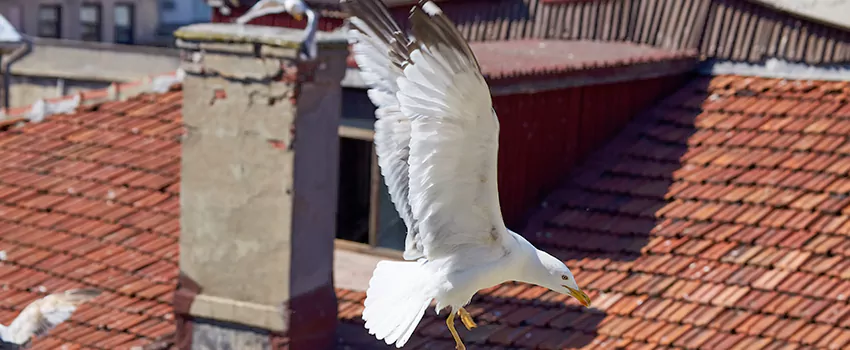 Residential Chimney Animal Removal Solution in Aurora, ON